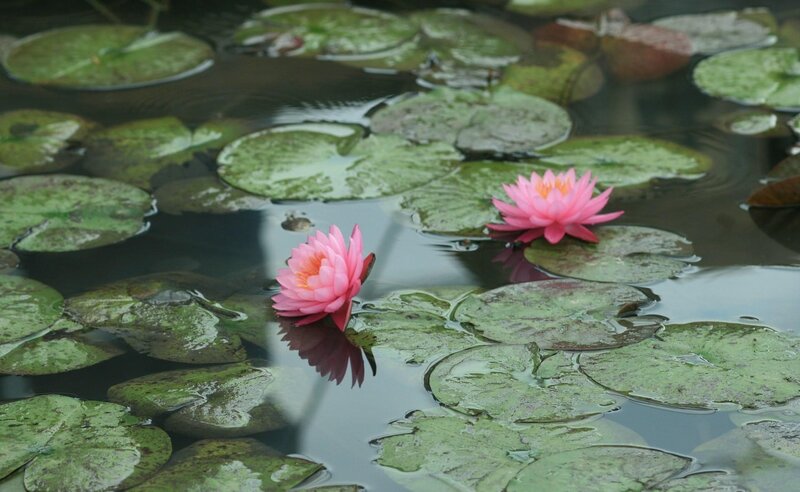 Pink water lilies on lily pads