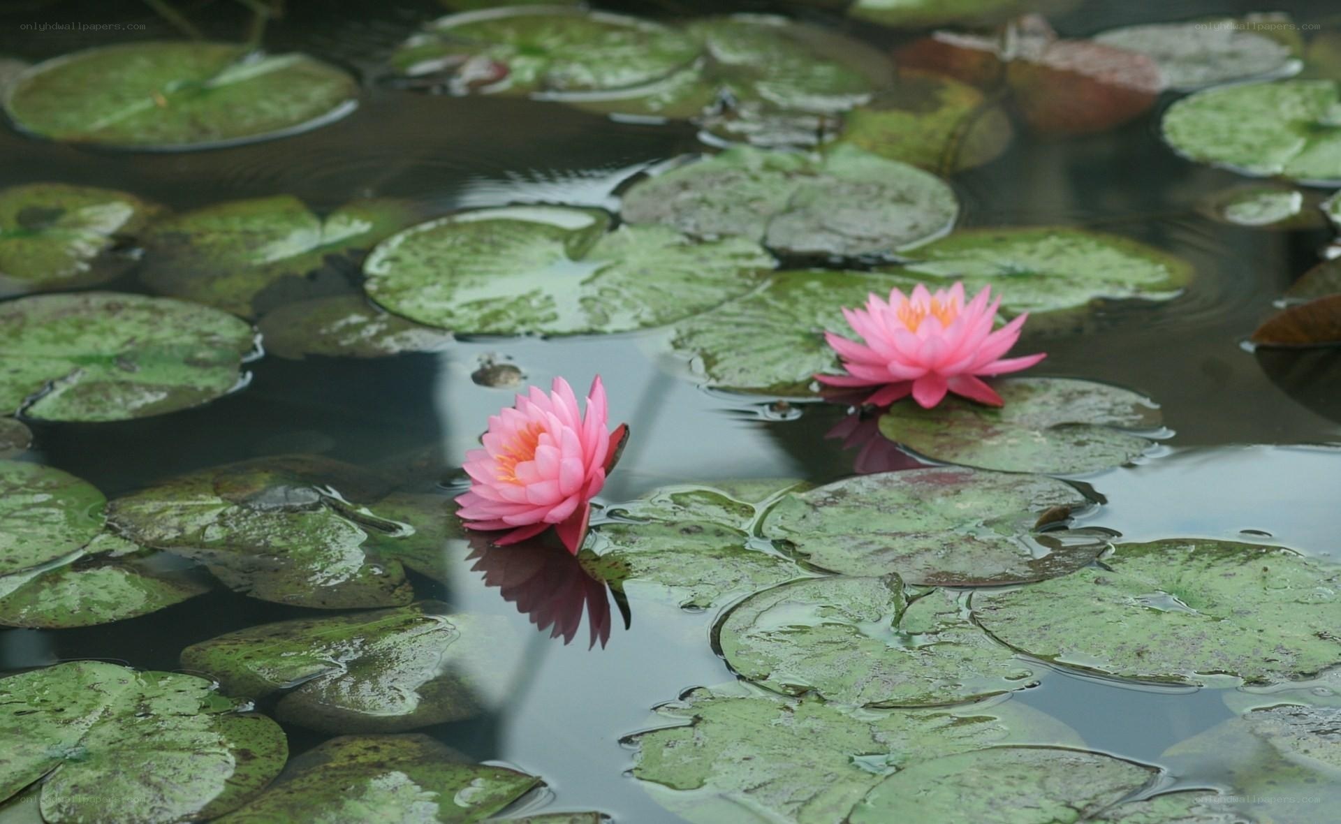 Pink water lilies on lily pads