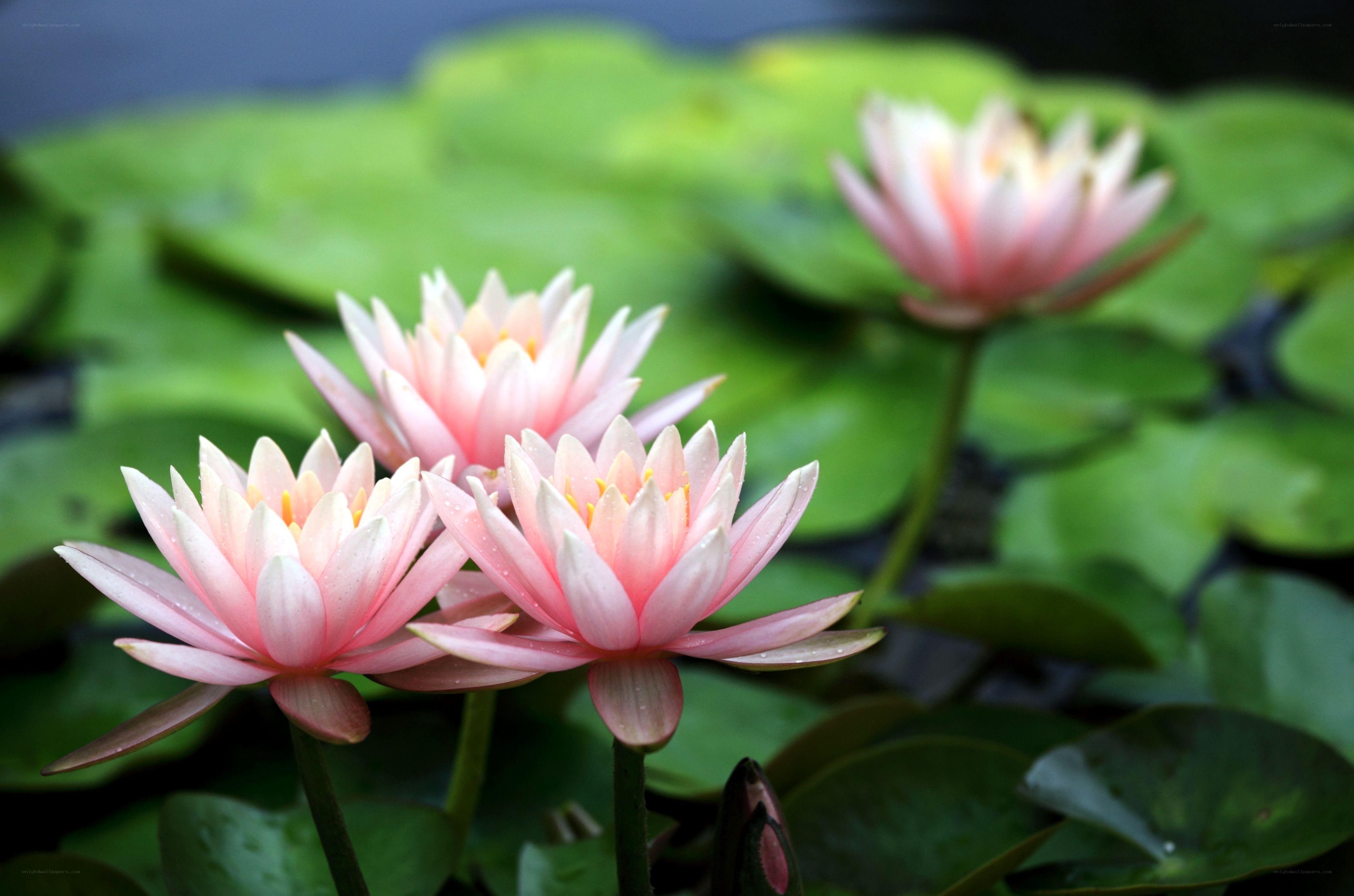 Pink water lilies on lily pads