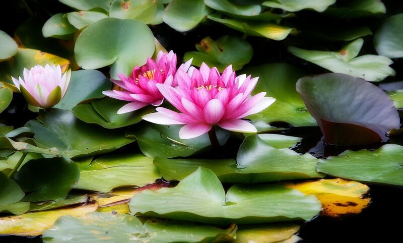 Pink water lilies on lily pads