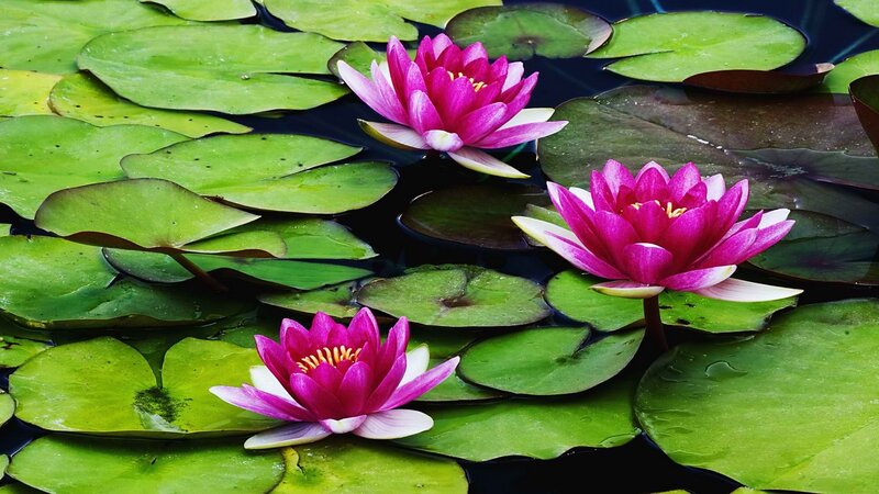 Pink water lilies on lily pads