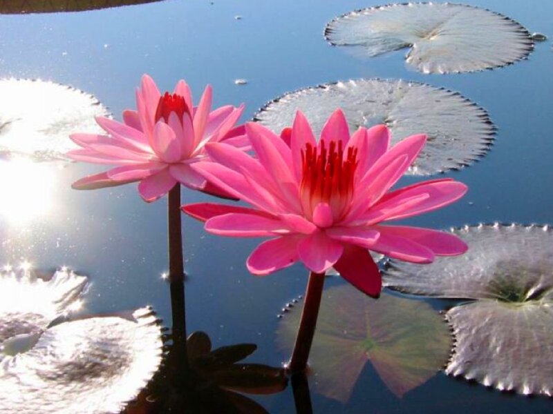 Pink water lilies on pond