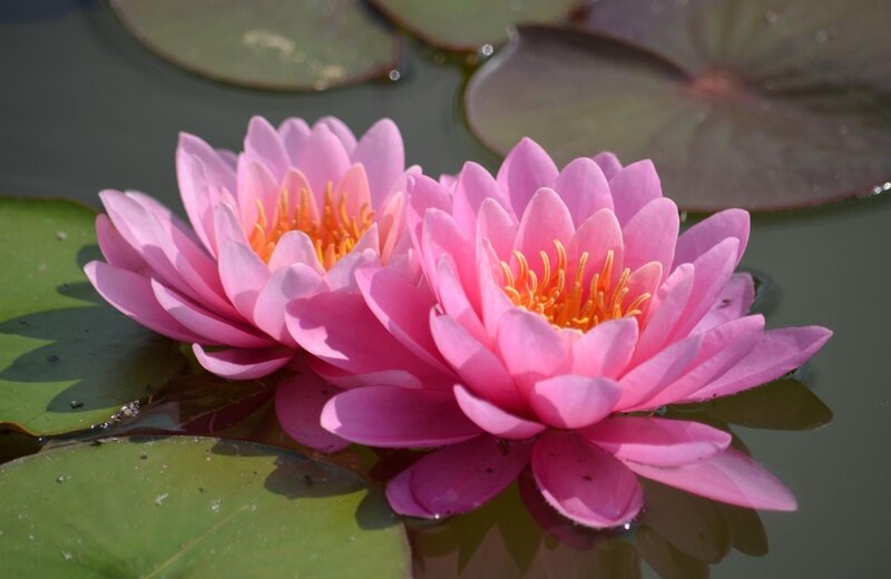 Pink water lilies on pond