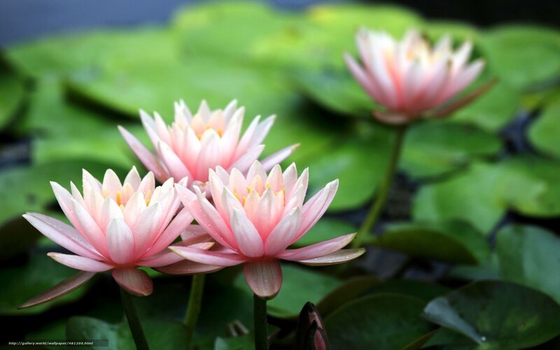 Pink water lilies on pond
