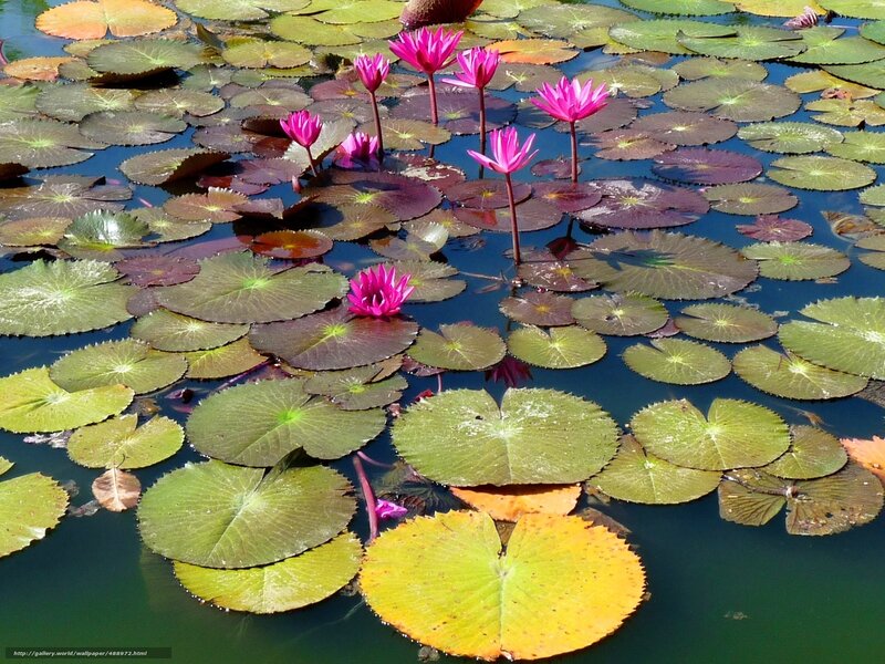 Pink water lilies on pond