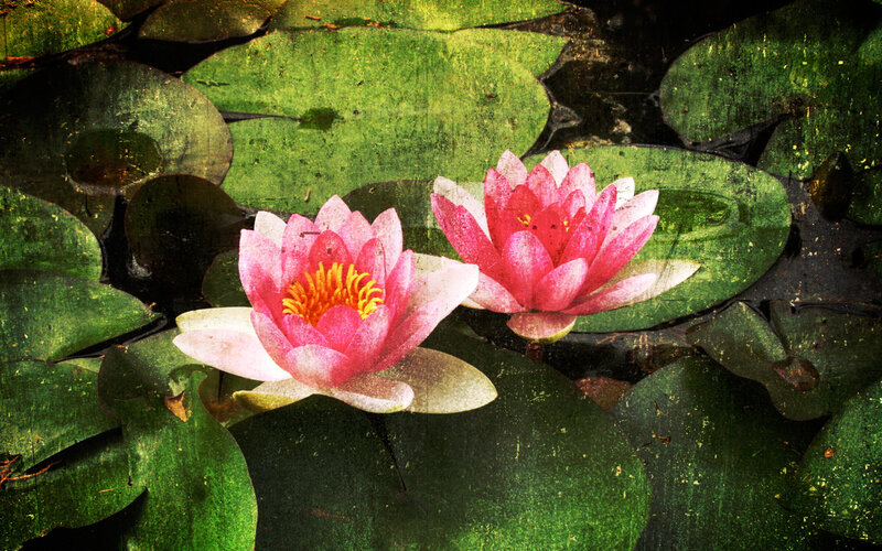 Pink water lilies on pond