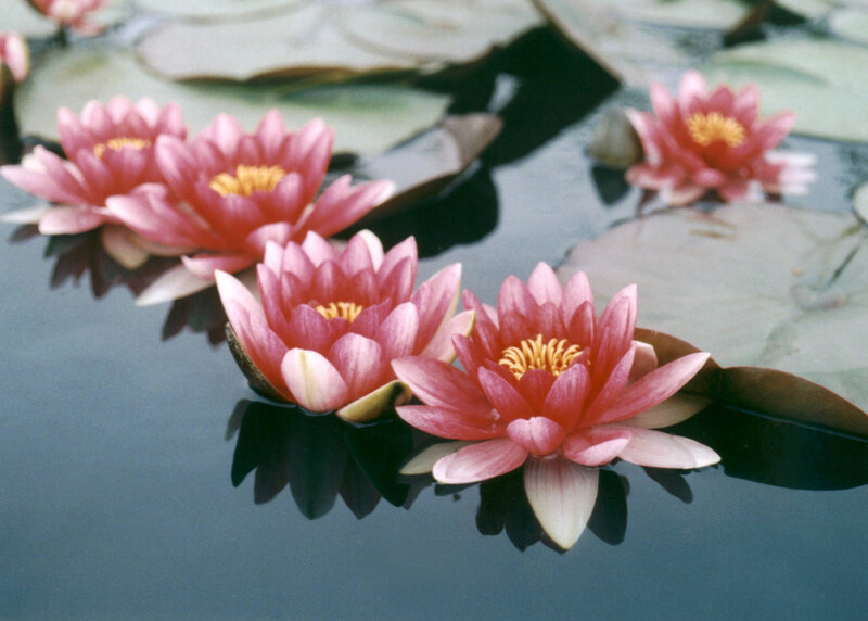 Pink water lilies on pond