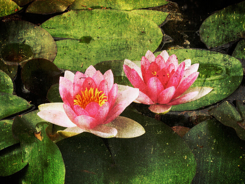 Pink water lilies on pond