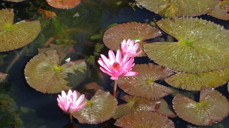 Pink water lilies on pond