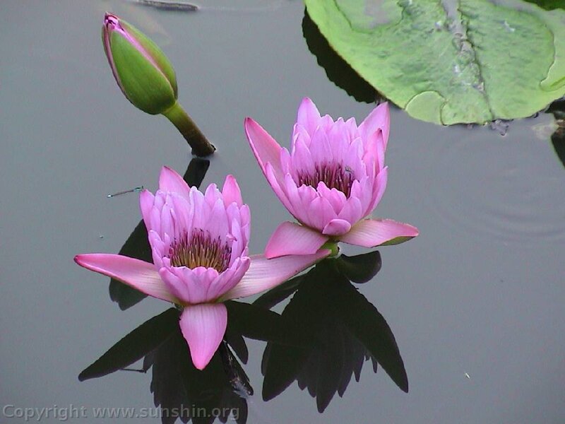 Pink water lilies on pond