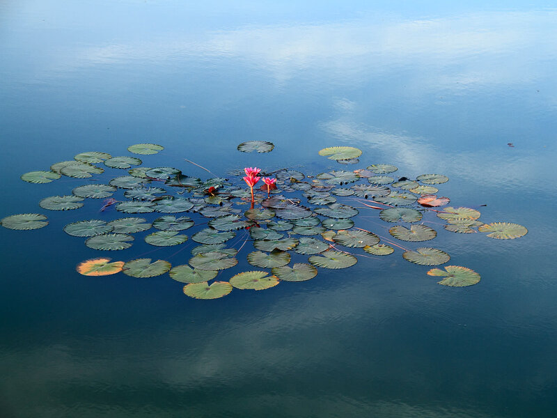Pink Water Lilies on Pond — Blue