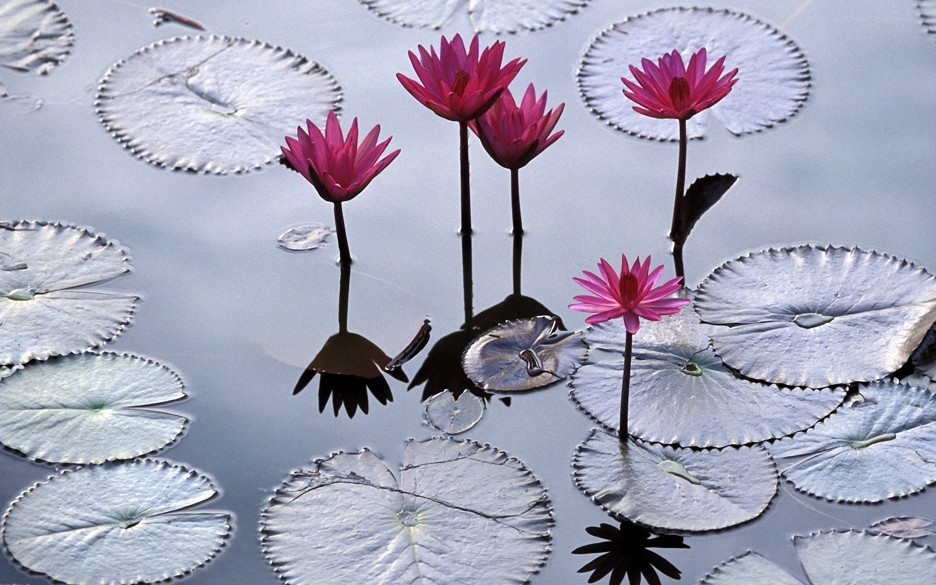 Pink water lilies on pond