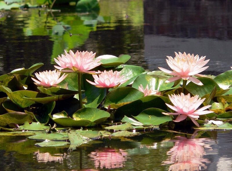 Pink Water Lilies — Serene, Afternoon, Photograph, Dragonfly