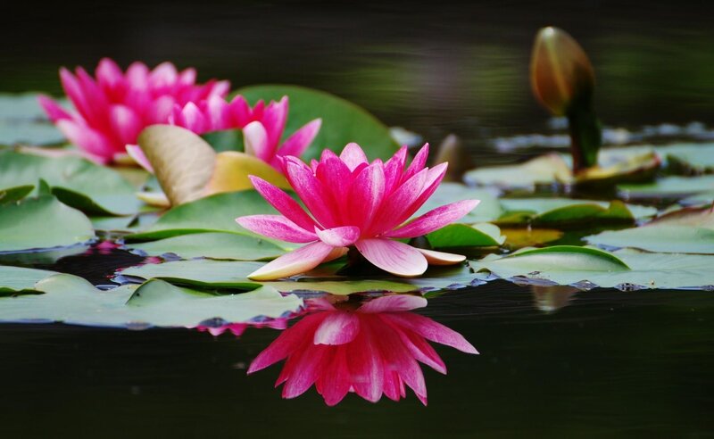 Pink Water Lilies — Serene, Afternoon, Photograph, Lily Pads, Buds, Reflection