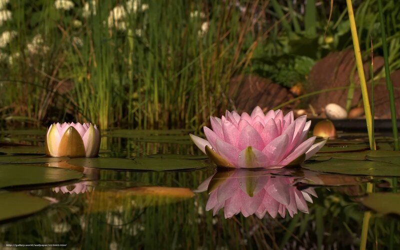 Pink Water Lilies — Serene, Afternoon, Photograph, Lily Pads, Pond, Reeds, Green, Yellow