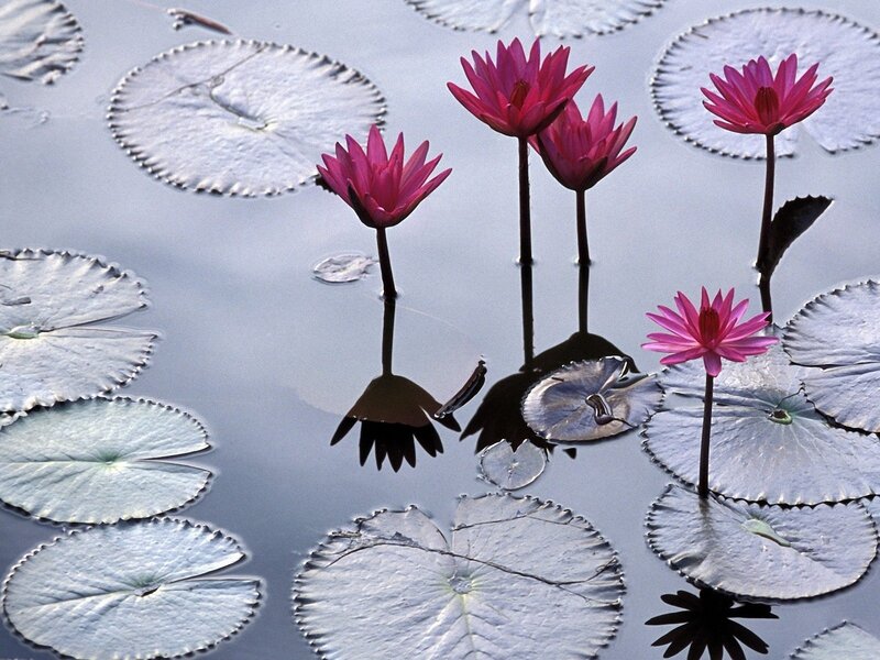 Pink Water Lilies — Serene, Afternoon, Photograph, Lily Pads, Reflection, Pond