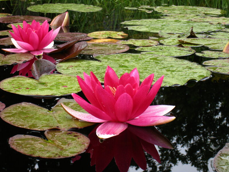 Pink Water Lilies — Serene, Afternoon, Photograph, Lily Pads