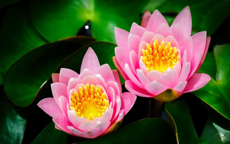 Pink Water Lilies — Serene, Afternoon, Photograph, Lily Pads, Yellow Stamen, Green