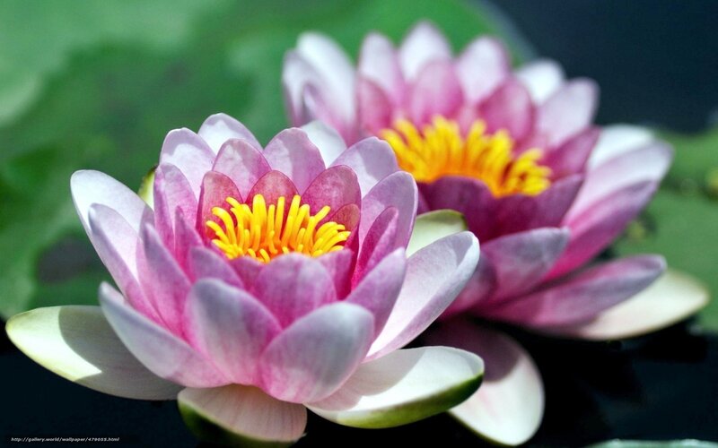 Pink Water Lilies — Serene, Afternoon, Photograph, Yellow Centers