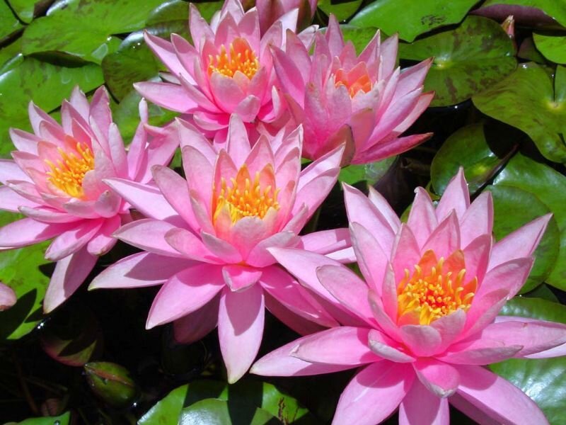 Pink Water Lilies — Serene, Daytime