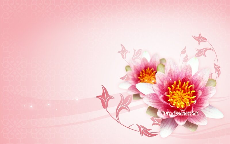 Pink Water Lilies — Serene, Digital Art