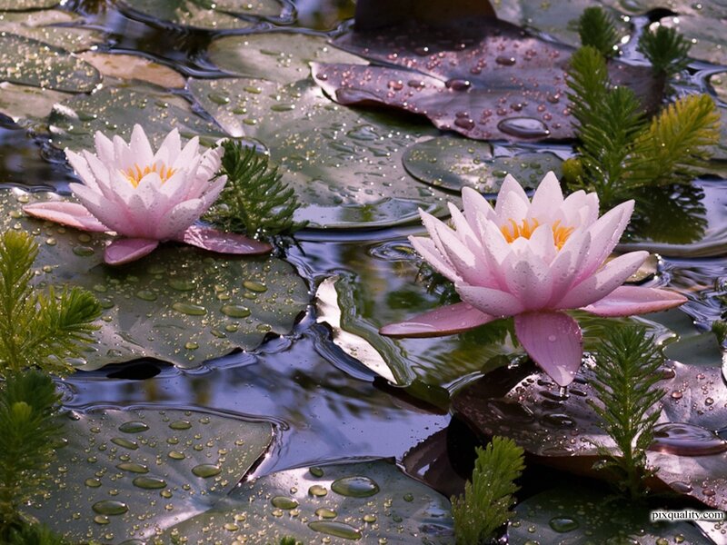 Pink Water Lilies — Serene, Morning