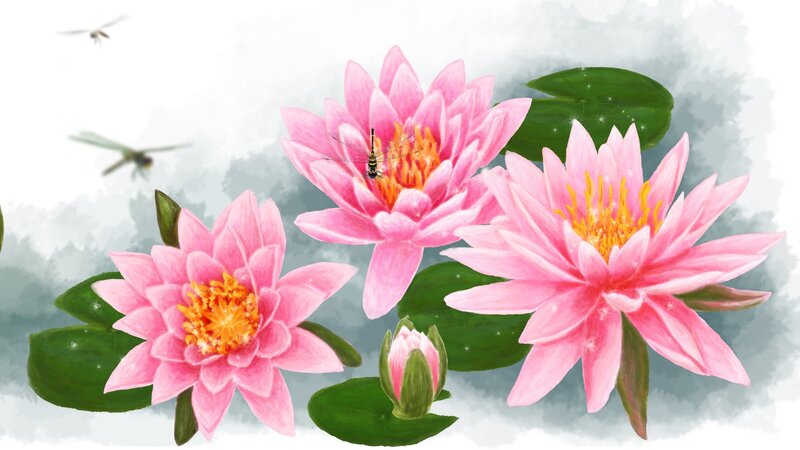 Pink Water Lilies — Serene, Summer