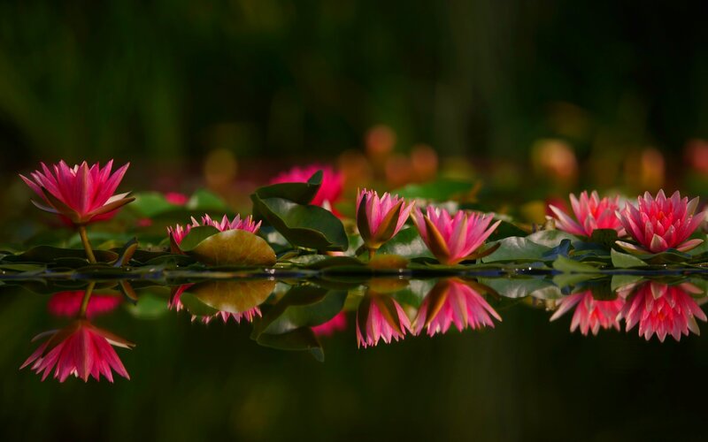 Pink Water Lilies — Serene, Sunset