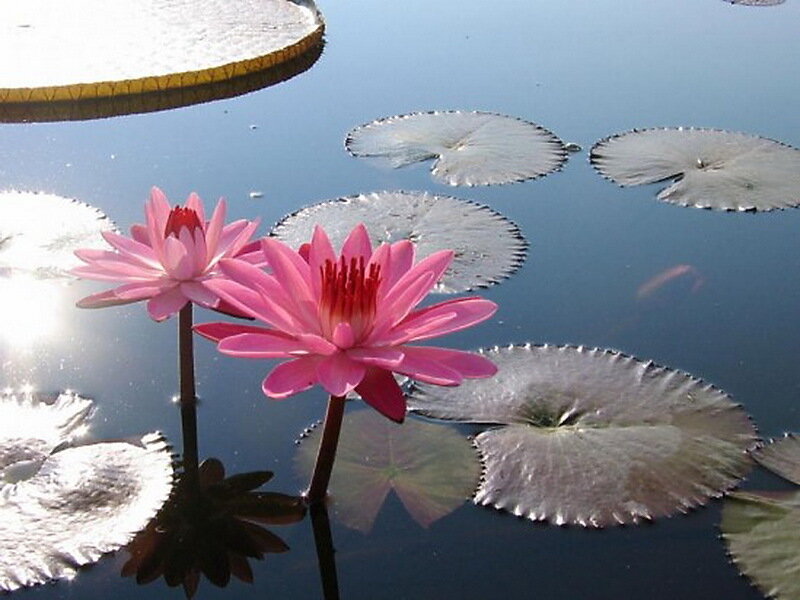 Pink Water Lilies