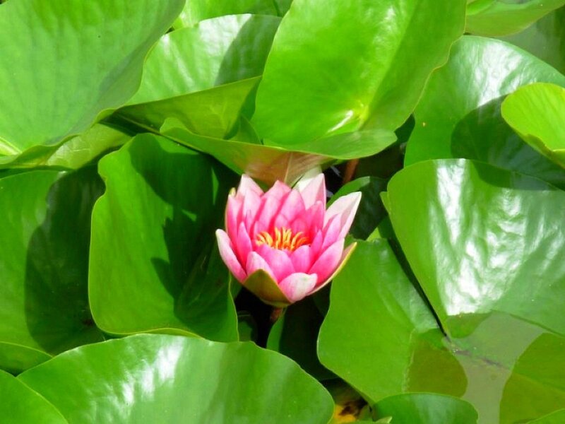 Pink water lily among green leaves