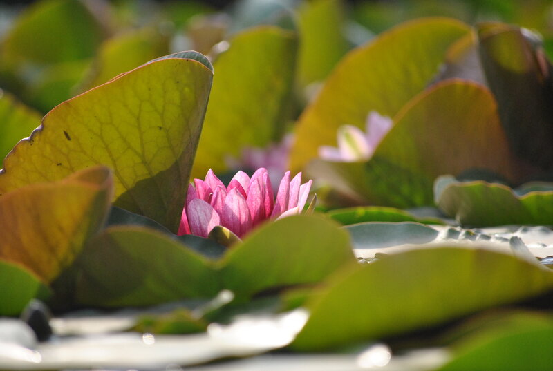 Pink water lily among leaves