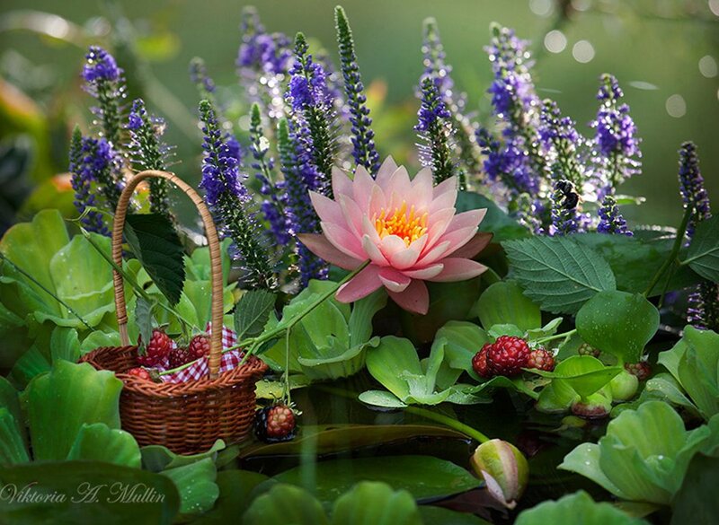 Pink Water Lily and Basket