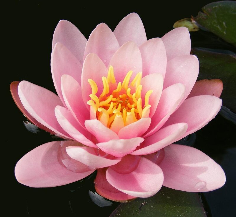 Pink water lily flower
