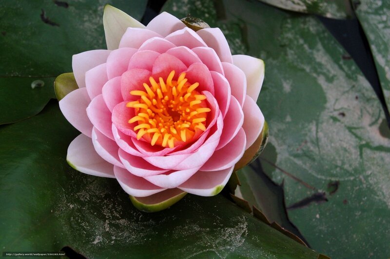 Pink water lily flower
