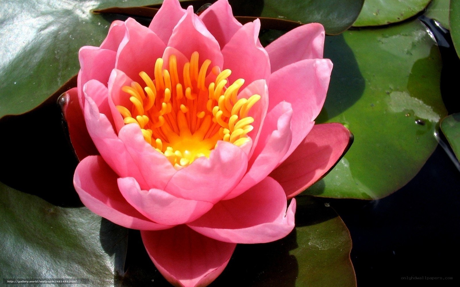 Pink water lily flower