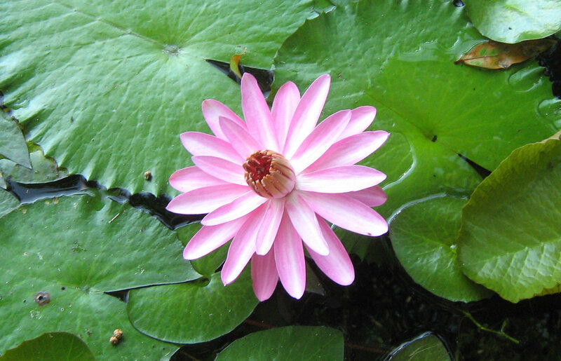 Pink water lily flower