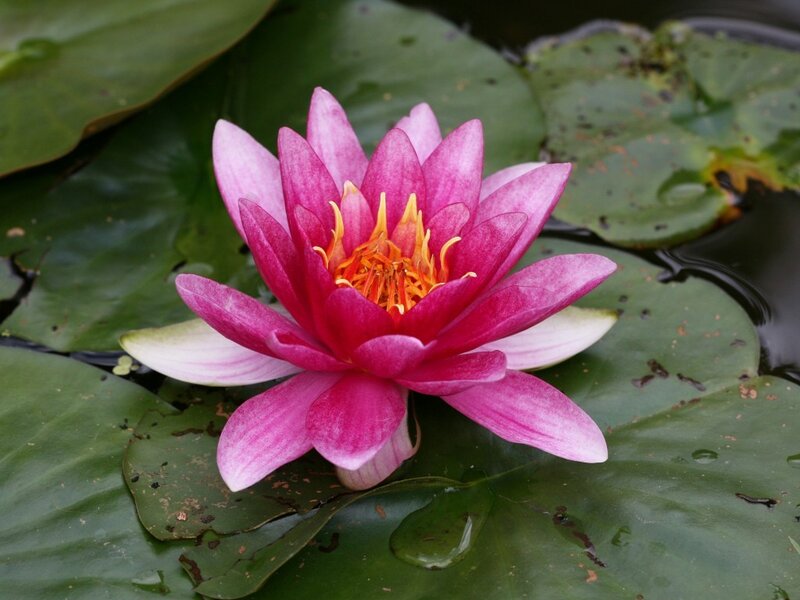 pink water lily flower