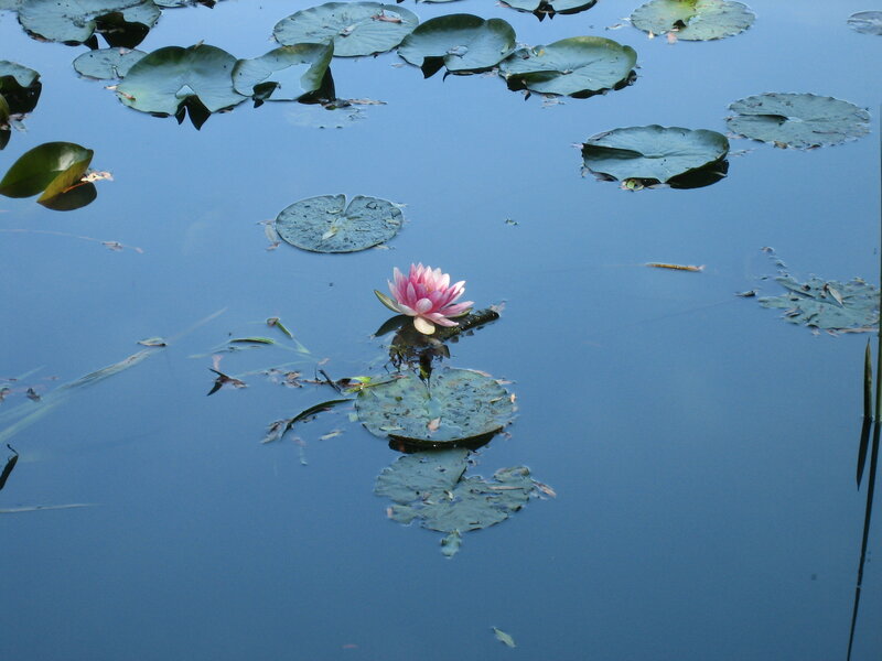 Pink Water Lily Flower — Blue, Serene