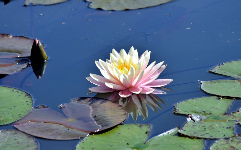 Pink Water Lily Flower — Blue