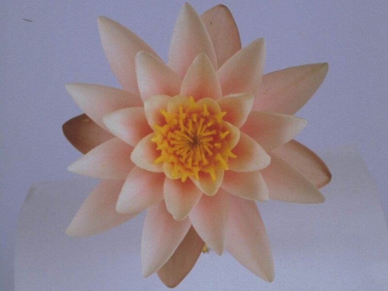 Pink Water Lily Flower — Calm
