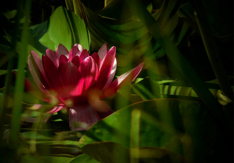 Pink Water Lily Flower — Dramatic, Afternoon