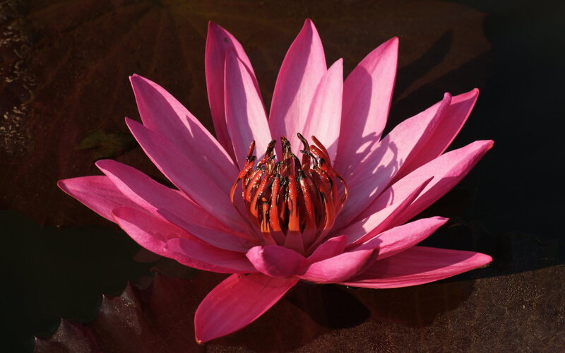 Pink Water Lily Flower — Dramatic