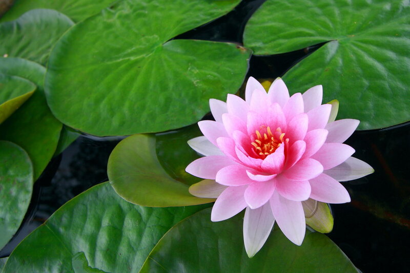 Pink Water Lily Flower — Green, Serene, Afternoon, Photograph, Lily Pads, Pond