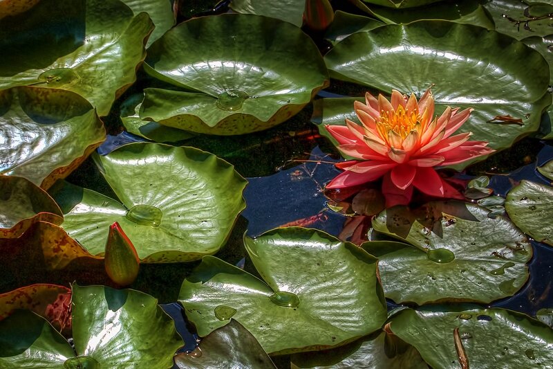 Pink Water Lily Flower — Green, Serene, Afternoon, Photograph, Lily Pads, Water Droplets
