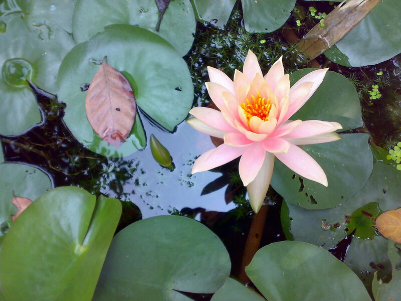 Pink Water Lily Flower — Green, Serene, Afternoon, Photograph