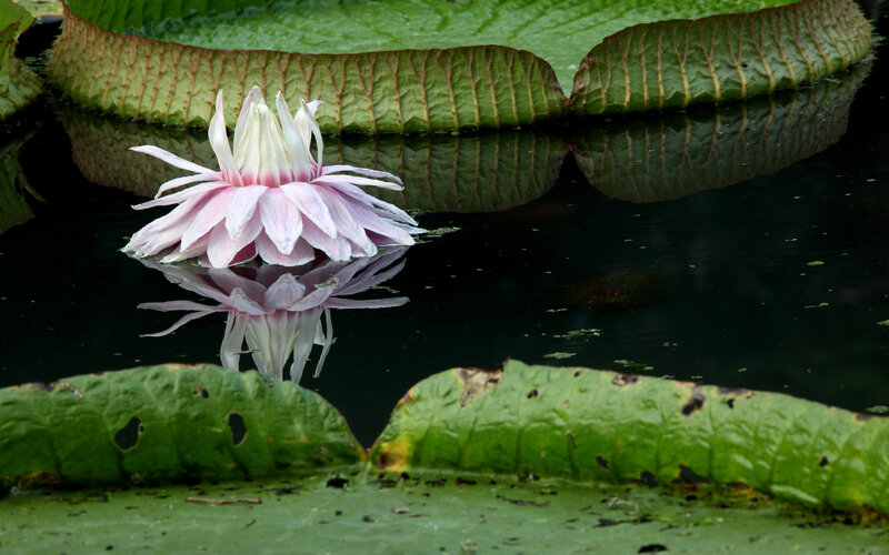 Pink Water Lily Flower — Green, Serene, Photograph