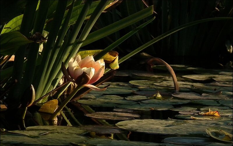 Pink Water Lily Flower — Green, Serene, Sunset
