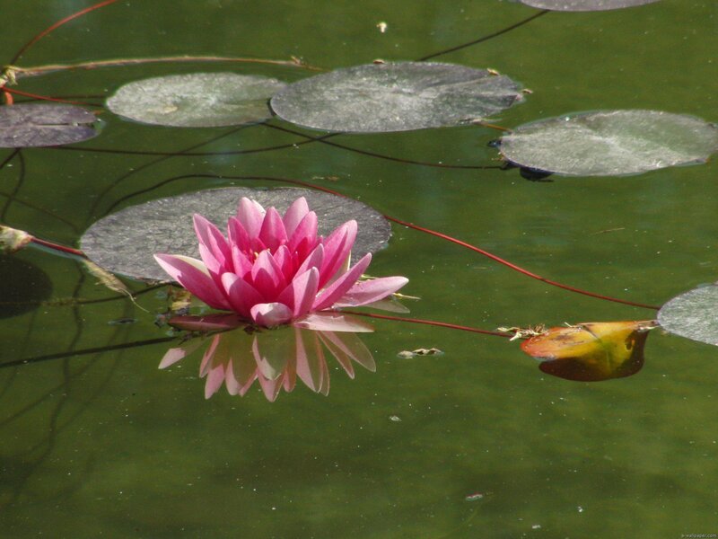 Pink Water Lily Flower — Green, Serene