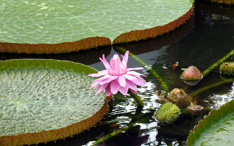 Pink Water Lily Flower — Green