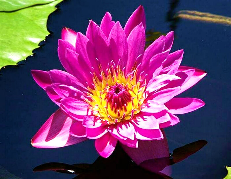 Pink Water Lily Flower — Magenta, Serene